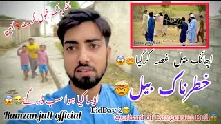 Qurbani of dangerous Bull 🐂😱😱 Ramzan jutt offical