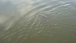 Щука на Megabass Vision 110