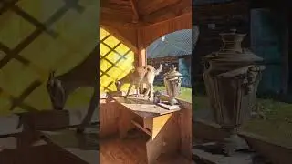 козлы полетели))) 
