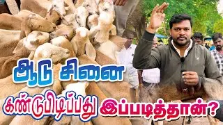 How to find pregnant goat | ஆடு சினயை உறுதி செய்யும் முறைகள் #veejayLifestyle #goatfarming
