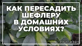 Как пересадить шефлеру в домашних условиях? | toNature.Info