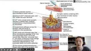 Muscular System - Contraction of Skeletal Muscles (Part 1)