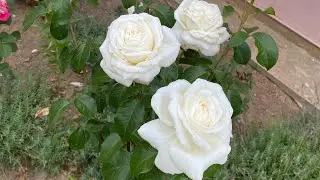 РОЗЫ🌹. МОРОЗ -7🥶 В МАЕ. СЛЕПЫЕ ПОБЕГИ БЫВАЮТ РАЗНЫЕ☝️🌹