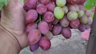 НЕБОЛЬШОЕ АССОРТИ ГФ ВИНОГРАДА НА 24.07.2024г.