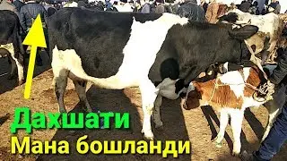 Бозордаги холат видеоси ЗУР булди куринг