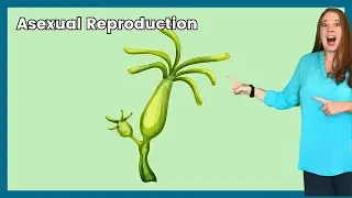 Asexual Reproduction Made Simple: 2-Minute Crash Course about asexual reproduction