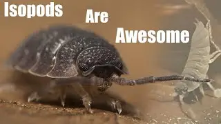 Isopod Colonies Are More Fun Than You'd Think - (Homemade Porcellio scaber terrarium)