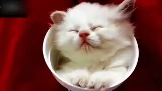Забавное животное, Приколы 2017 года, лучшие шутки, приколы, шутки 2017 года - Прикол животный