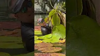 The proper way to grow massive water lilies! 😍 #watergarden #waterlily #pond #gardening