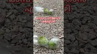 മാമ്പഴം പറിക്കാൻ എളുപ്പവഴി #mangoplucker #mangoharvesting #glentech  #mango #diy #lifehacks