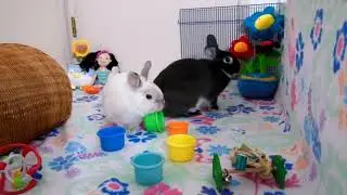 Playtime for Sugarplum and Prince Charming.