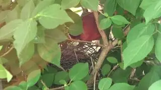 Cardinal Nest