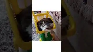 Любимая кошка🥰 