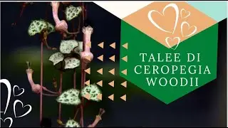 Ceropegia woody - come riprodurla
