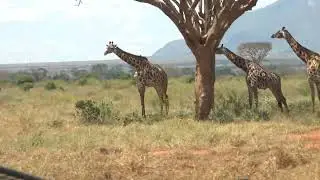 Wielka Piątka na Safari – Tsavo East, Kenia | Niezapomniana przygoda w sercu Afryki