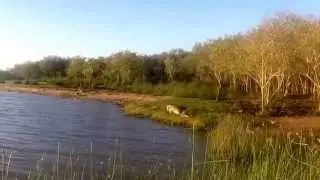 Zuid Afrika Krokodillen in St. Lucia
