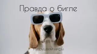 The Truth About the Beagle Breed: Survey Results and Mythbusting