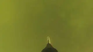 Черепаха в Задомле