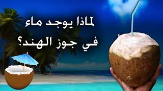 لماذا يوجد ماء في جوز الهند؟