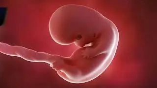 Pregnancy Week 5 | Baby Development |