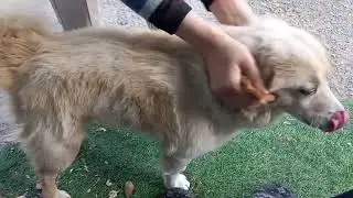 이종교배 스타 강아지 사랑스럽게 만져주기