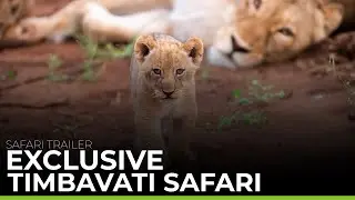 EXCLUSIVE TIMBAVATI SAFARI | Safari Trailer
