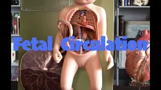 Fetal Circulation