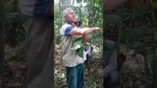 Explicacion Planta yatago madre de agua