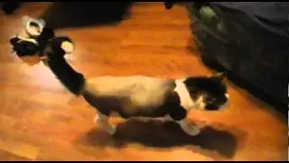 biscuit