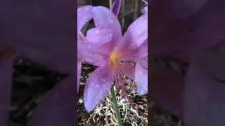 Day Lily in the Rain #backyardgardening #zone8b #flower