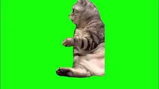 The cat is shocked Meme | Green Screen