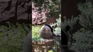 This Panda Wants No Attention