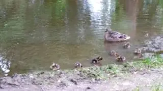 Мама утка и семеро утят купаются.