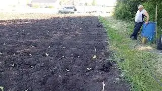 ПОСАДКА ТАБАКА В ОТКРЫТЫЙ ГРУНТ 26 05 24г👌