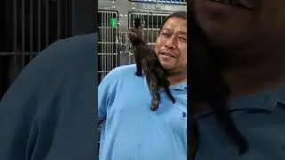 Happy rescued kittens help out in the holding space