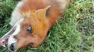 ALF the FOX - Happy Zoomies Activated