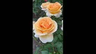 Роза Кэндллайт
