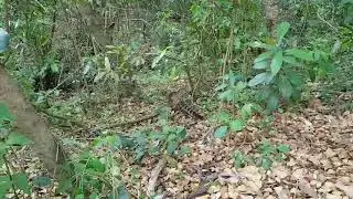Quati no Parque Nacional de Brasília
