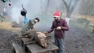 Pig Slaughter at the Forest Cabin!