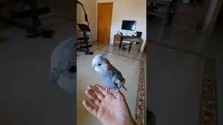 #gulimata