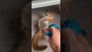 Ричины игрища #funny #animals #squirrel