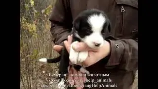 Красивый чёрно-белый щенок