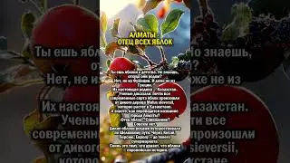 ЯБЛОЧНАЯ СТОЛИЦА МИРА     