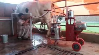 Halaab Milking Machine Operational Procedure