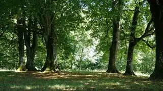Sonido de las Hojas con el Viento - Sound of the Leaves with the Wind