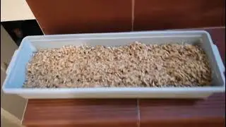 Хотите многого яиц, мяса  и красивую птицу?