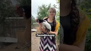 наш ТГК darindvor2