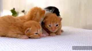 Mix cat cute vedios.