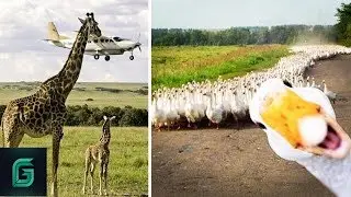 Sadece Doğru Anda Çekilen 20 Harika Fotoğraf!