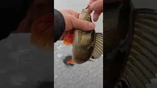 Окунь с лунки